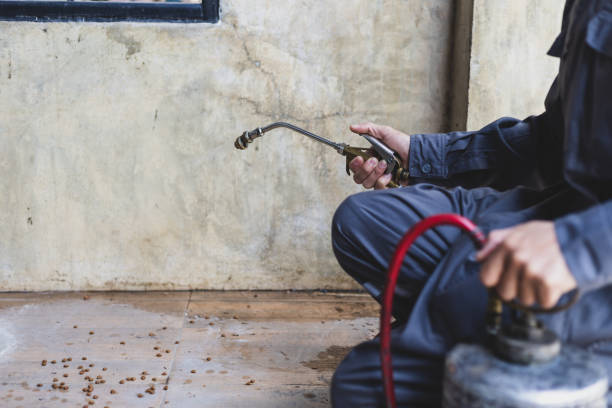 Best Wasp Removal Services  in Greentown, OH